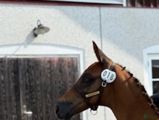 hästar Jonsbergs Cavec (SWB-Hingst) i Vikbolandet - Annons 10