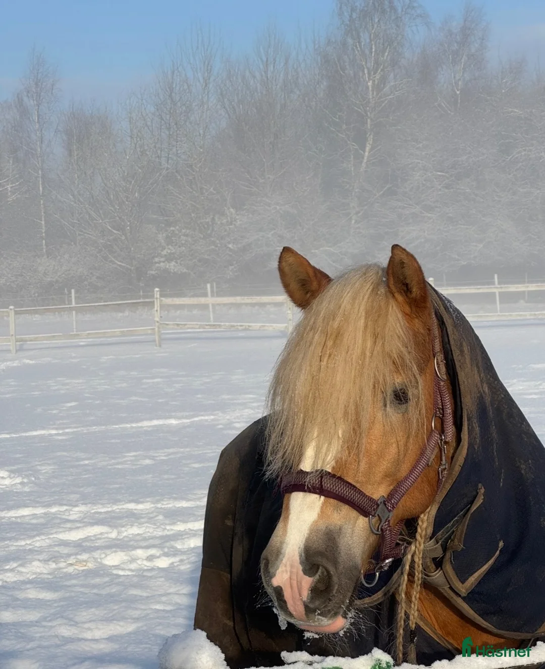 Övrigt hästar till salu: Haflinger - Annons 2