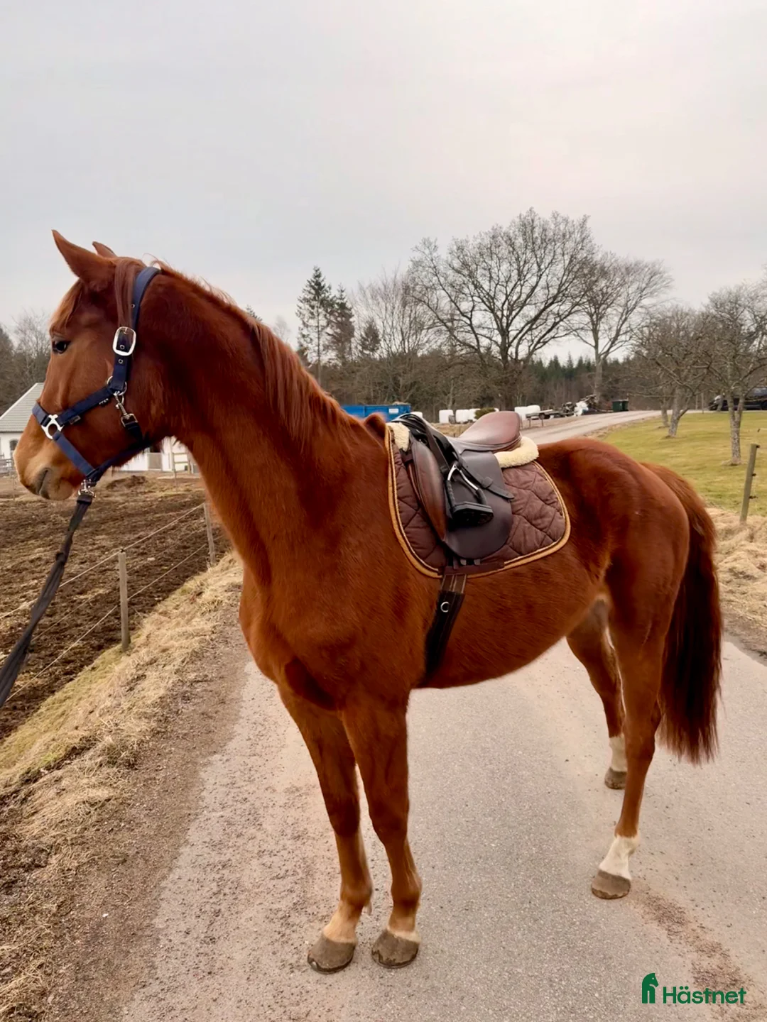 Allround hästar till salu: Lovande unghäst  - Annons 1