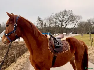 hästar Lovande unghäst - Annons 2