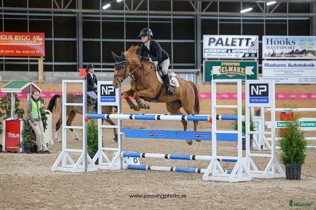 Hoppning hästar till salu: Ferrari söker ny förare! i Hunnebostrand - Annons 1