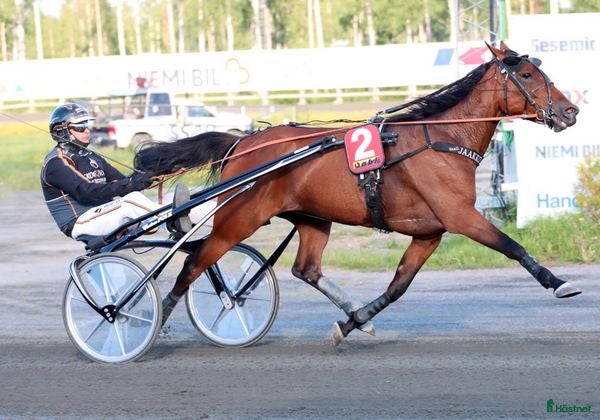  hästar Fölsto e Readly Express - Annons 14