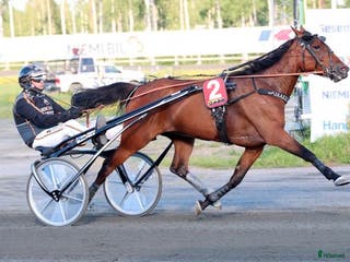 hästar Fölsto e Readly Express - Annons 12