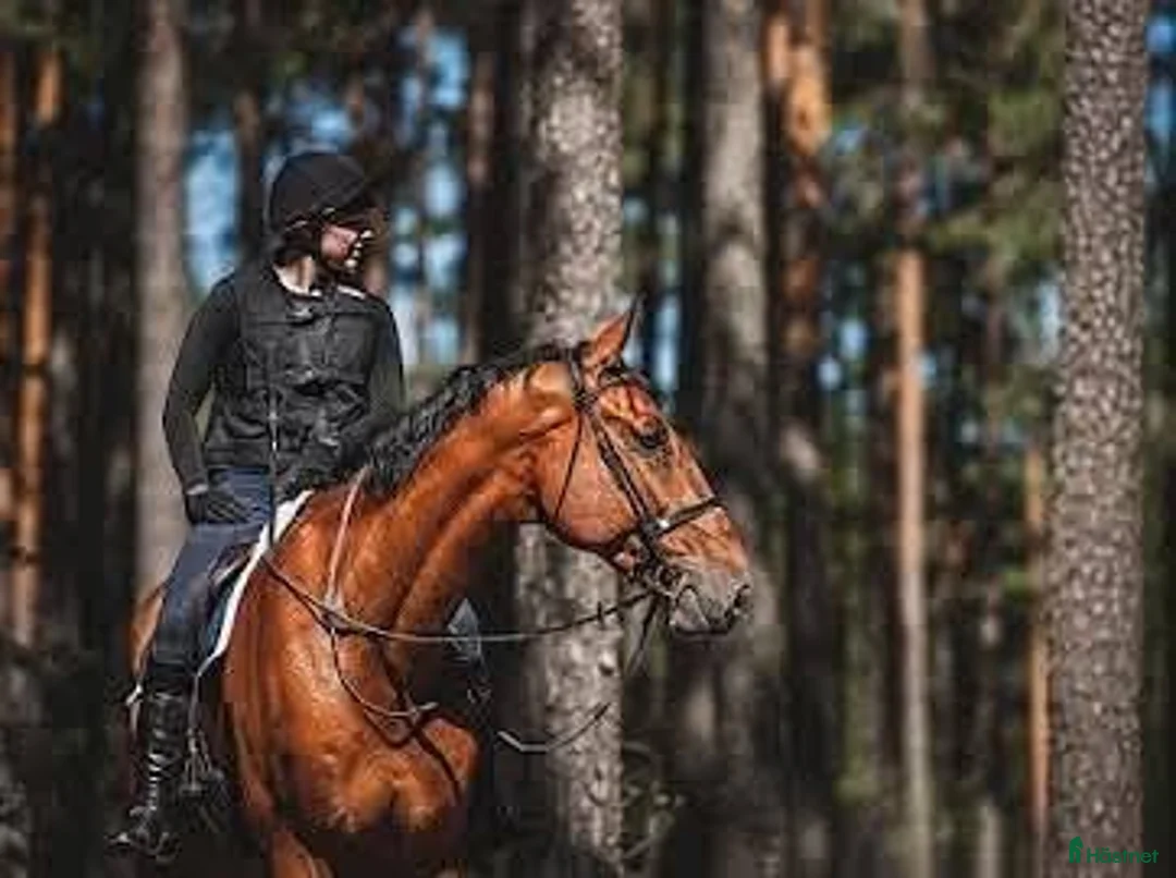 Allround hästar till salu: Allsidig tävlingskompis i Kil - Annons 1
