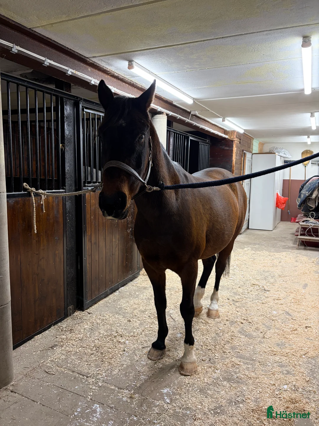  stallplats finnes: Bete 30 min utanför Enköping  i Vittinge - Annons 4