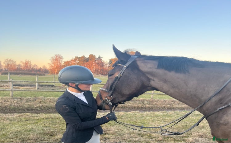 Jackor & Kavajer ryttarutrustning till salu i Vårgårda - Annons 11