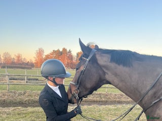 Jackor & Kavajer ryttarutrustning till salu i Vårgårda - Annons 5