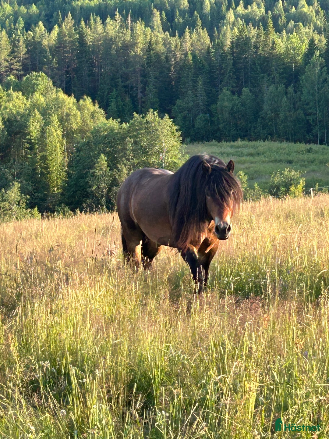 Allround hästar till salu: Nordsvensk  i Älandsbro - Annons 4