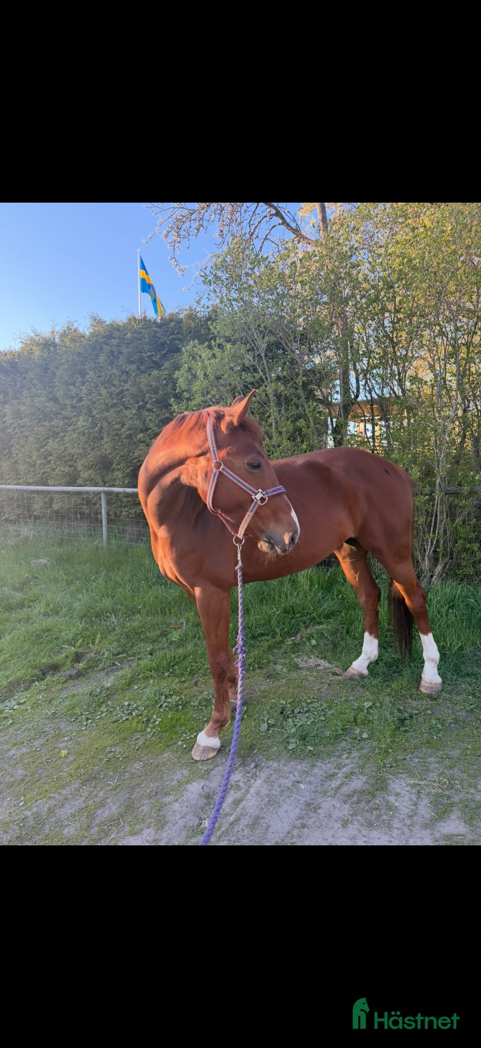  hästar Projekt/ avel  - Annons 4