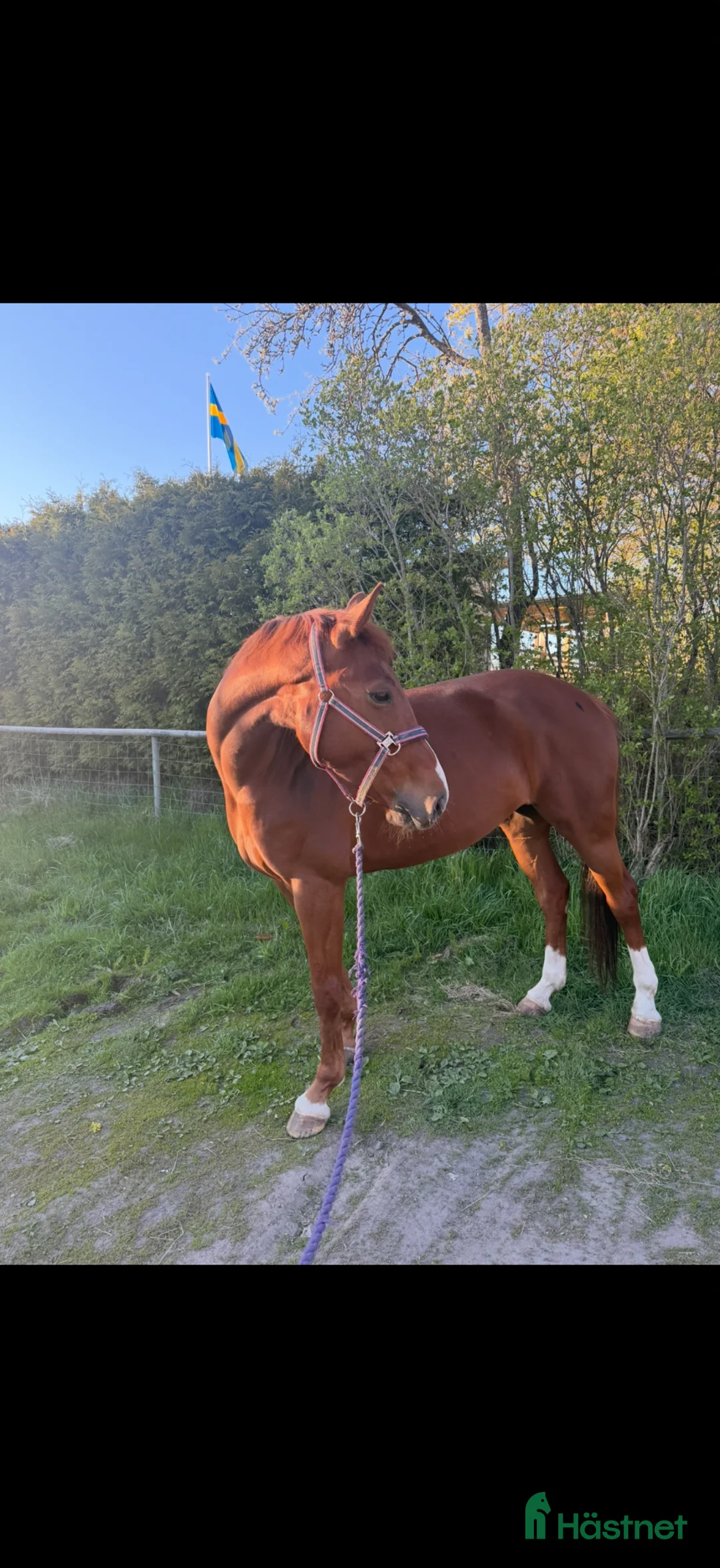 Allround hästar till salu: Projekt/ avel  i Kristinehamn - Annons 1