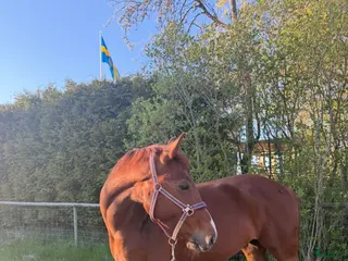 hästar Projekt/ avel - Annons 4