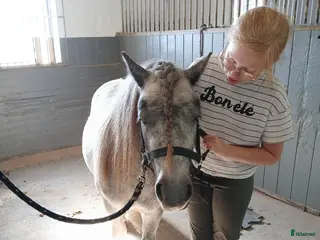 hästar Familjeponny sökes - Annons 9