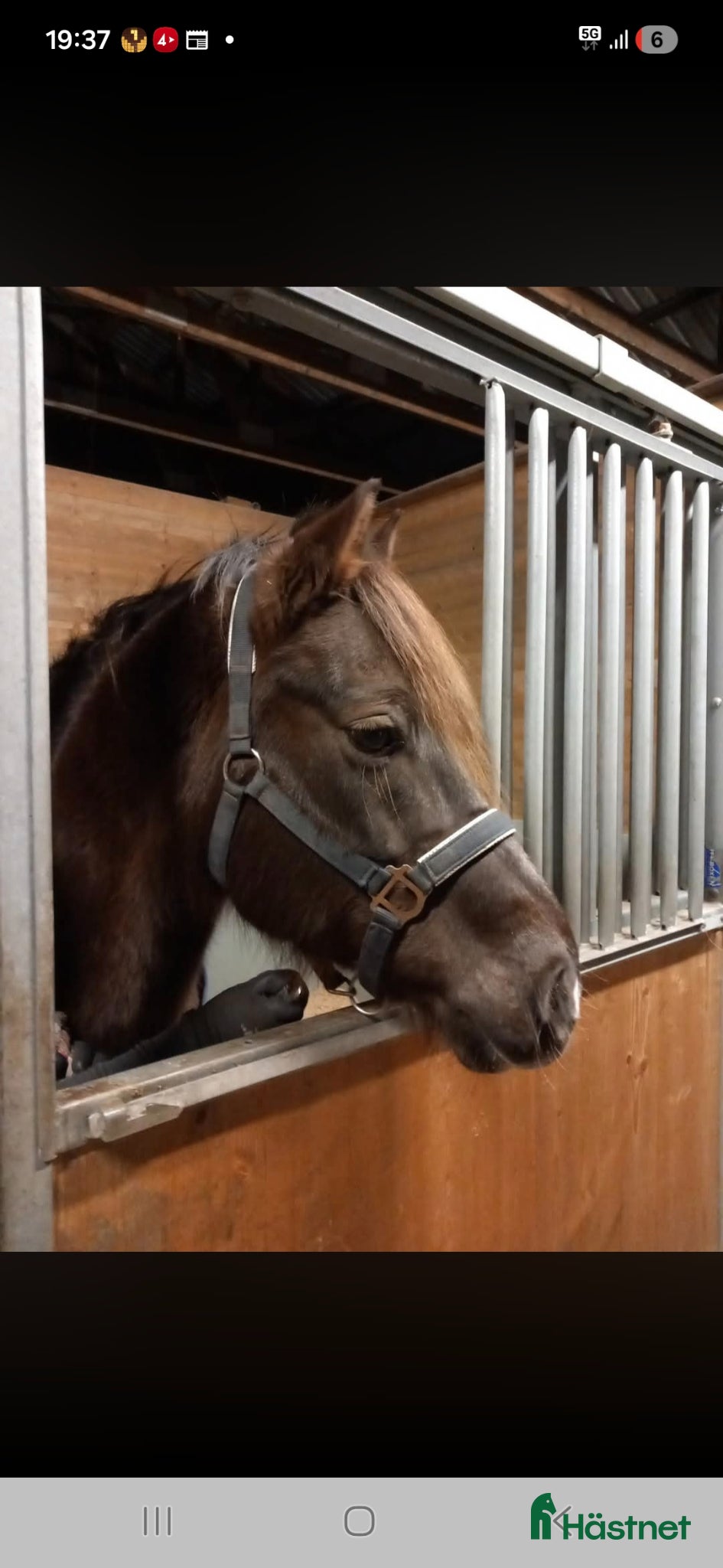  hästar Ridbar sällskapshäst - Annons 2