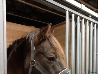 hästar Ridbar sällskapshäst - Annons 2