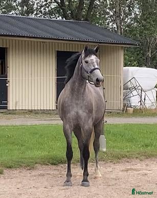  hästar Underbar 3-årig SWB sto till salu, Capella XO - Annons 1