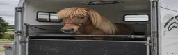 Hästtransporter  fordon & transport till salu: Önskas köpa transport  i Borgstena - Annons 1