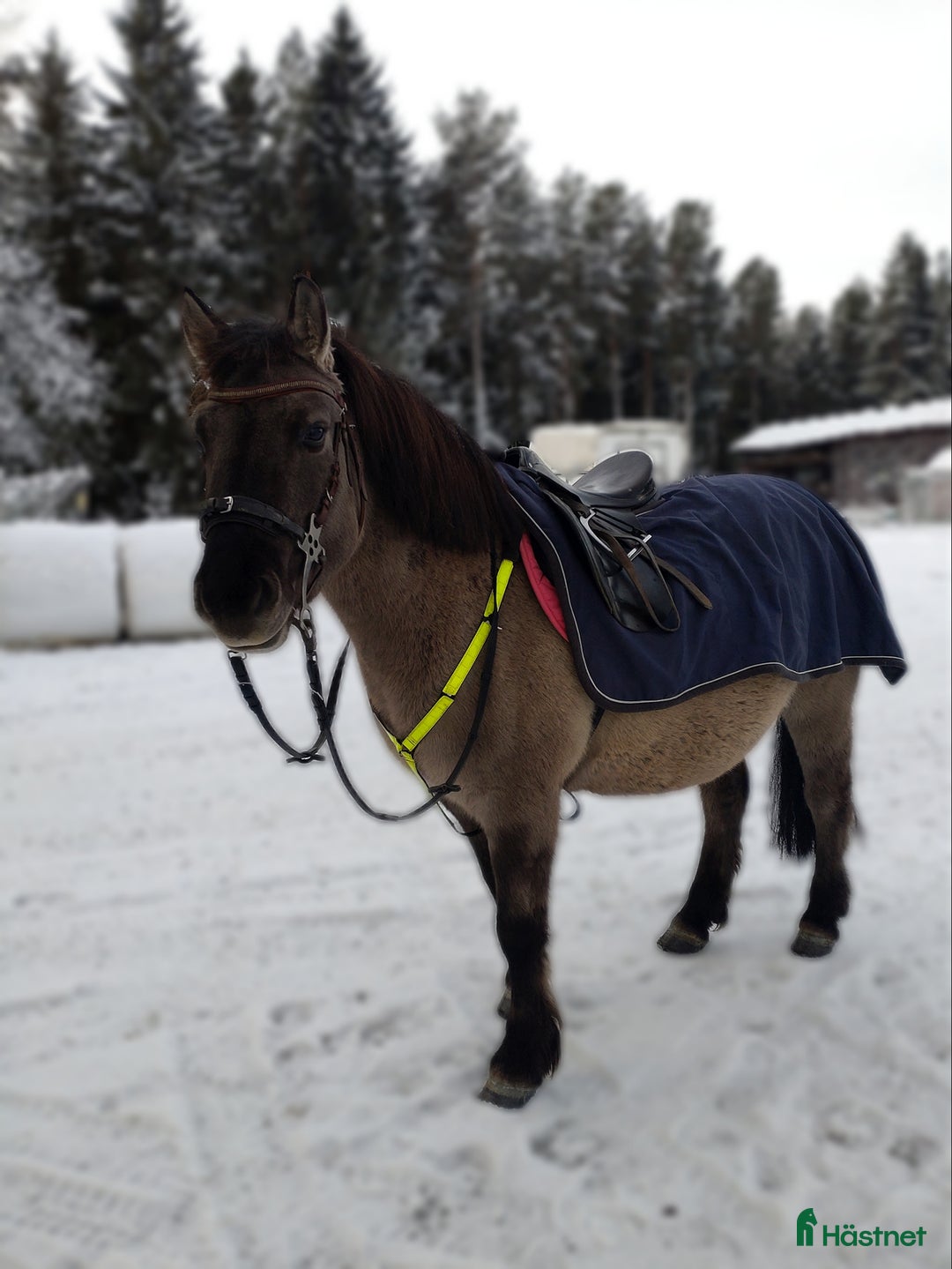 Körning hästar till salu: Charmig ponny till tuff ryttare! i Ljusdal - Annons 4