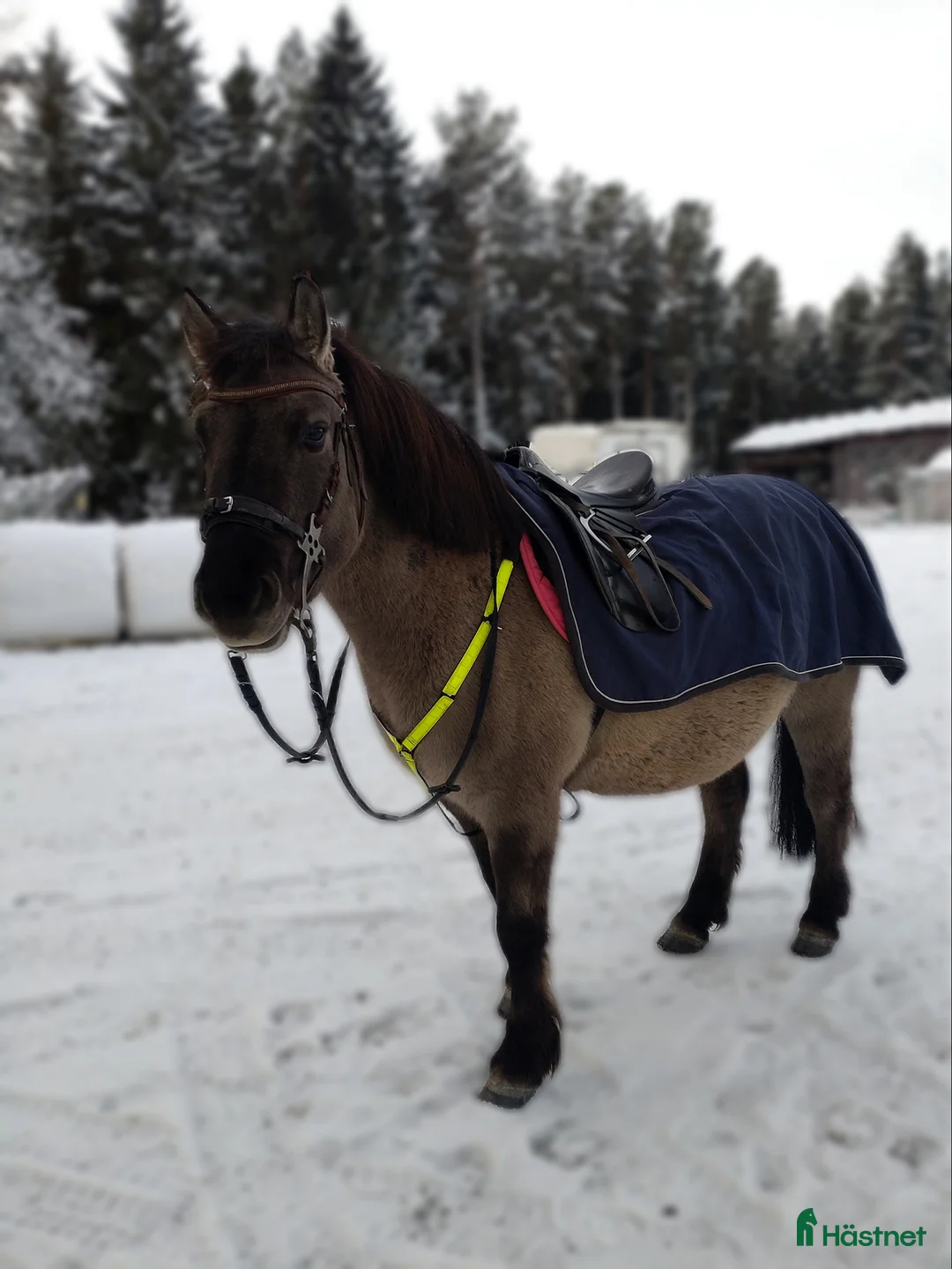 Körning hästar till salu: Charmig ponny till tuff ryttare! - Annons 4