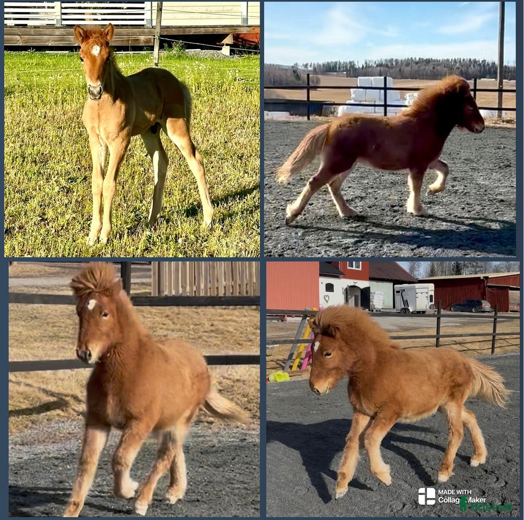 Island hästar till salu: Kille för framtiden  - Annons 4