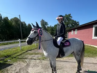 hästar Bästa vän och tävlingsponny - Annons 1