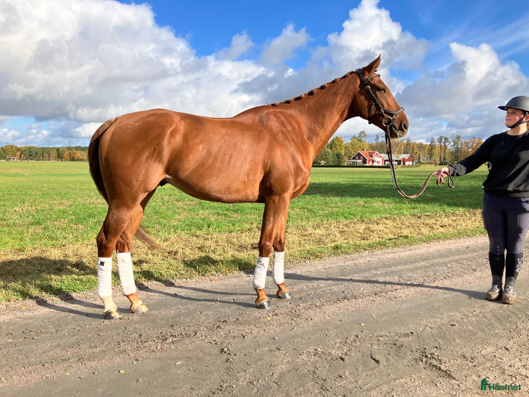 Allround hästar till salu: Underbar snäll och trevlig kille  i Skara - Annons 5