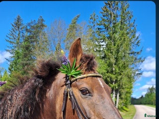 hästar Svensk ridponny 19år i Strömsnäsbruk - Annons 15