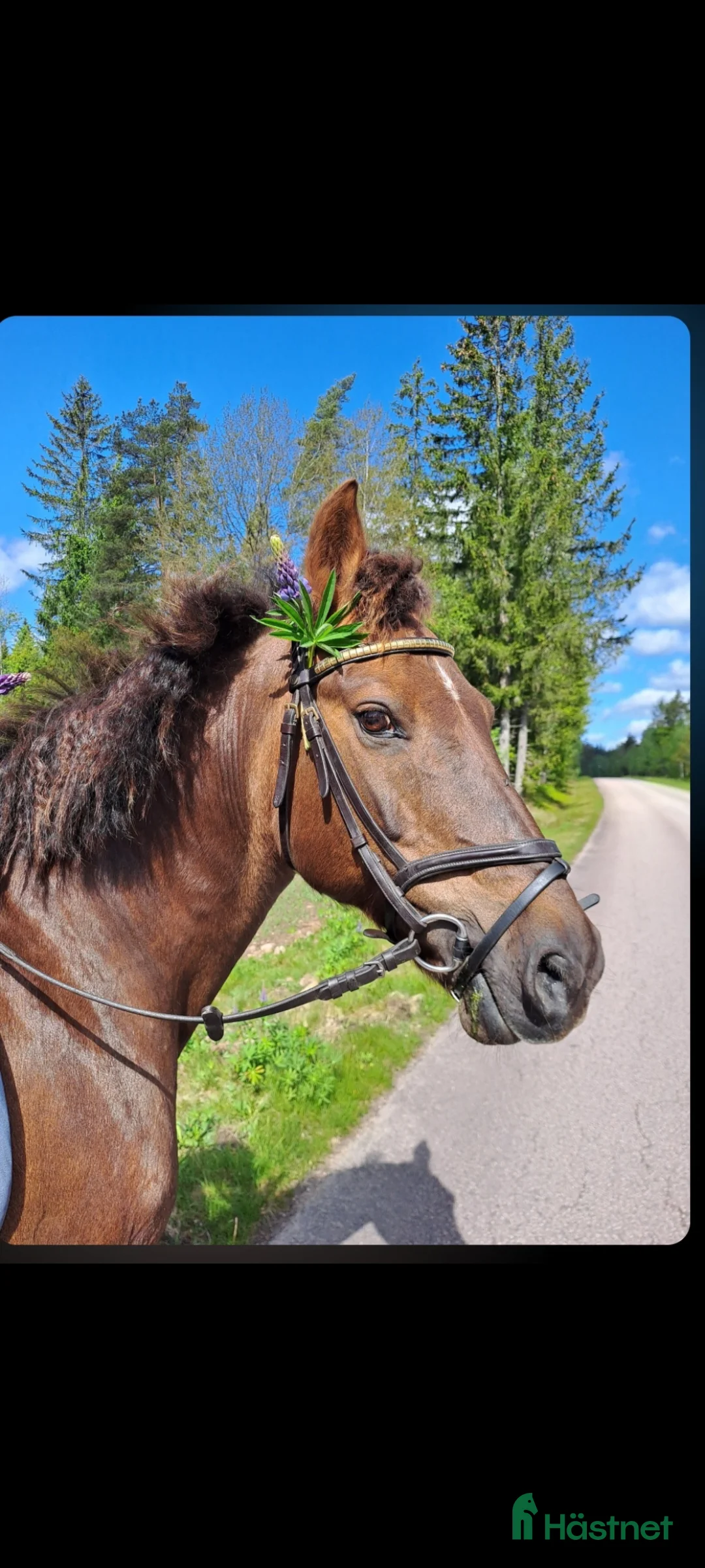 Allround hästar till salu: Svensk ridponny 19år - Annons 1