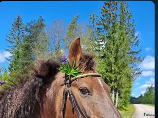 hästar Svensk ridponny 19år - Annons 6