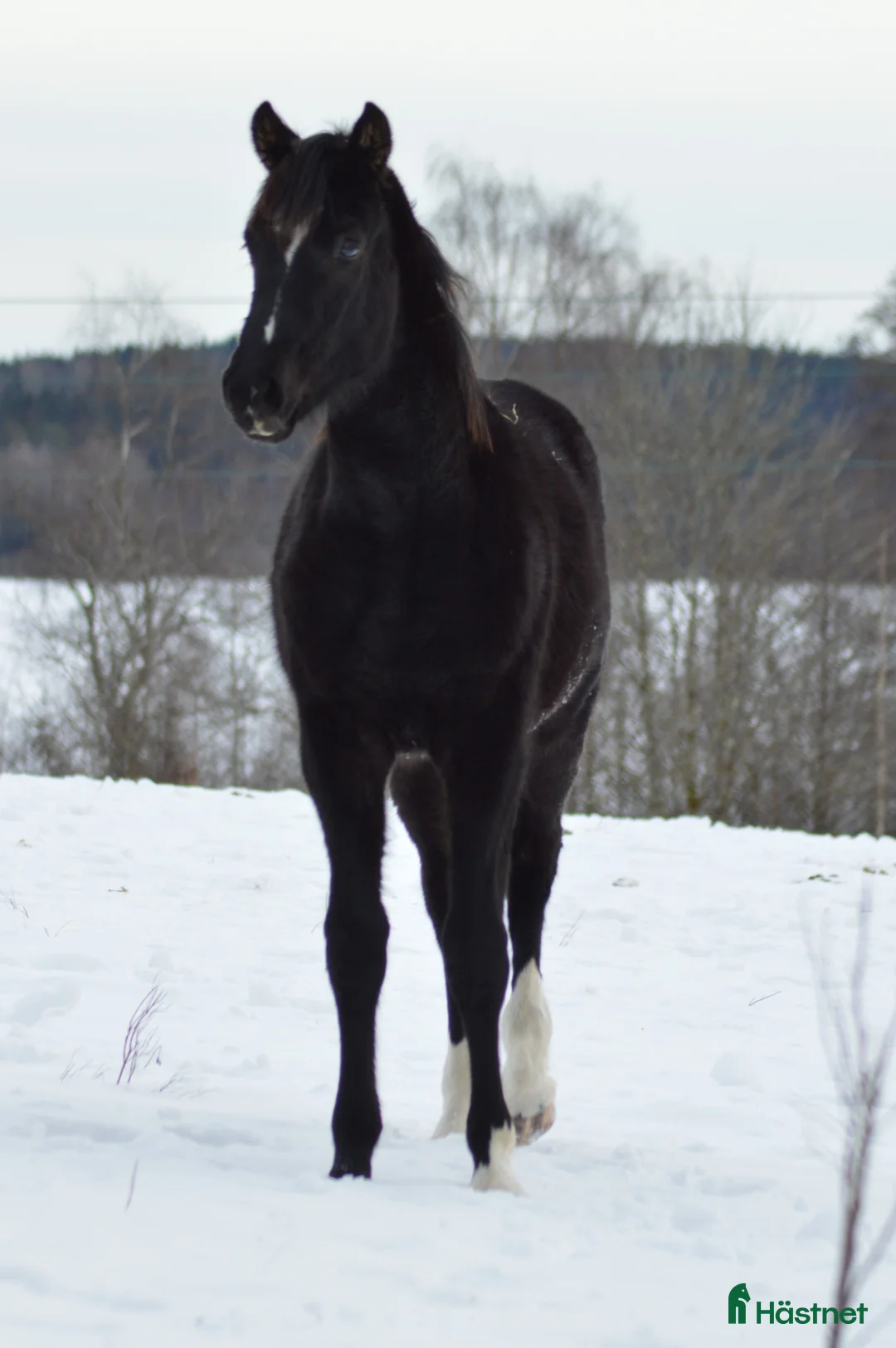 Dressyr hästar till salu: Svart valack i Gällstad - Annons 2