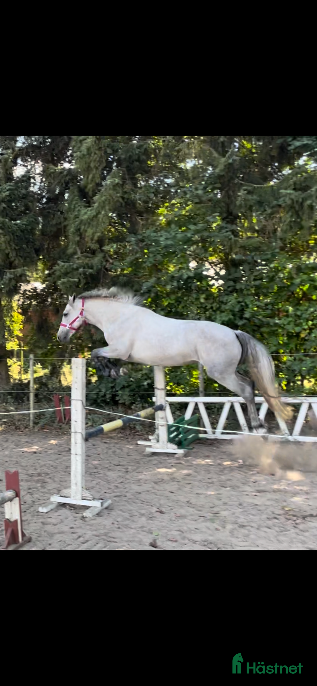 Allround hästar till salu: 4 årigt D-ponny sto  i Flyinge - Annons 4