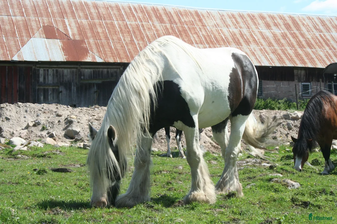 Allround hästar till salu: Vacker Irish Cob valack. - Annons 5