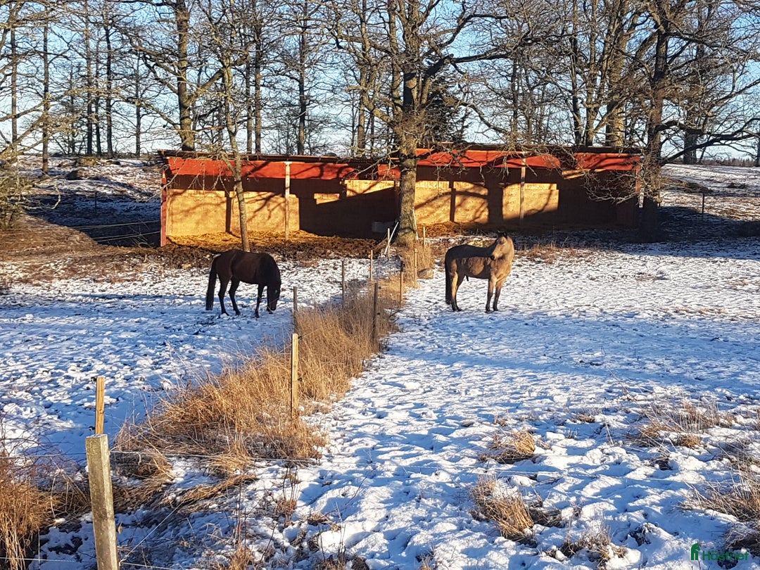  stallplats finnes: Lösdriftsplats för valack, Hedlanda gård,Mariefred i Mariefred - Annons 1