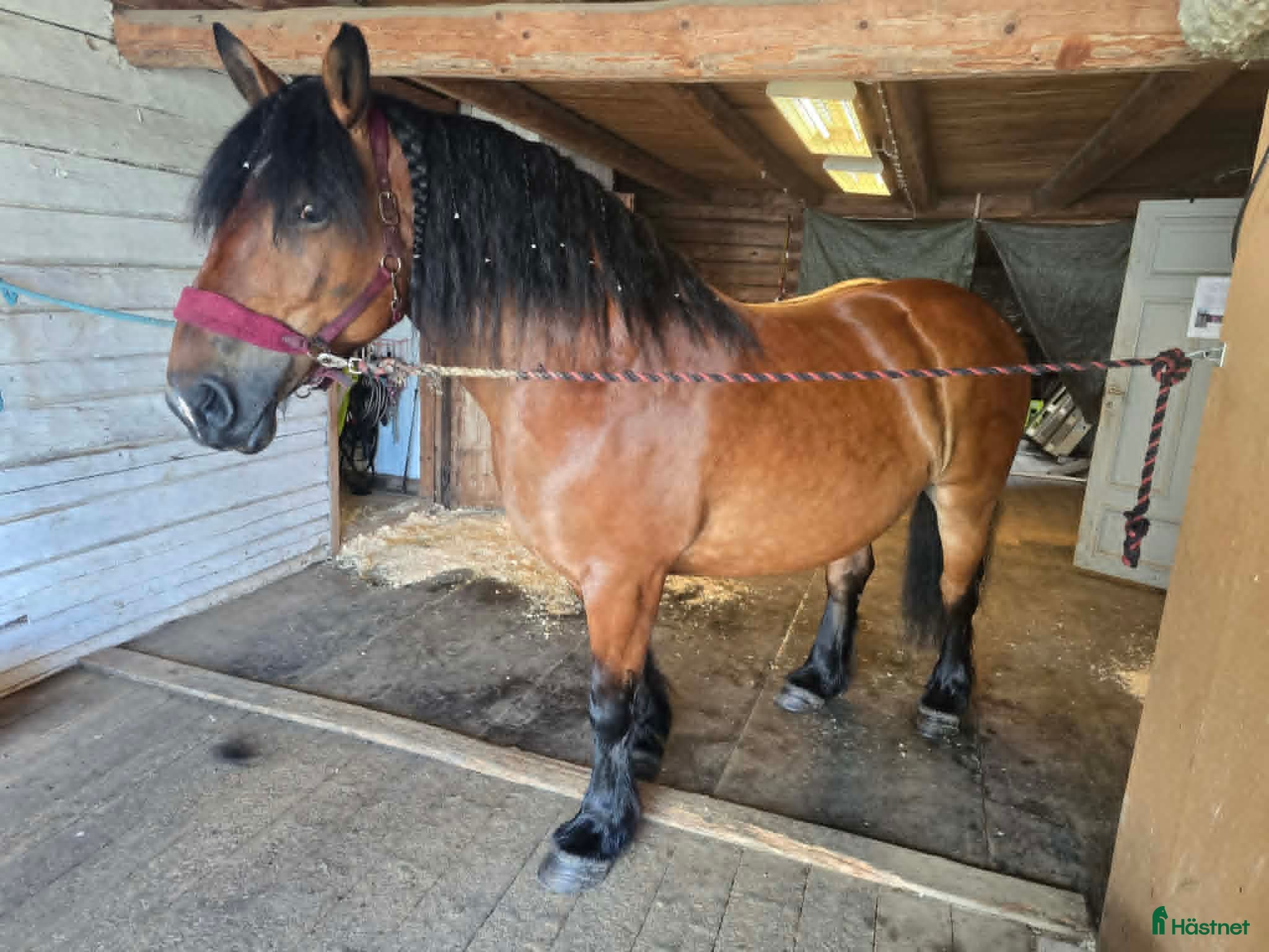  hästar Willow söker sitt sista och föralltidhem - Annons 8