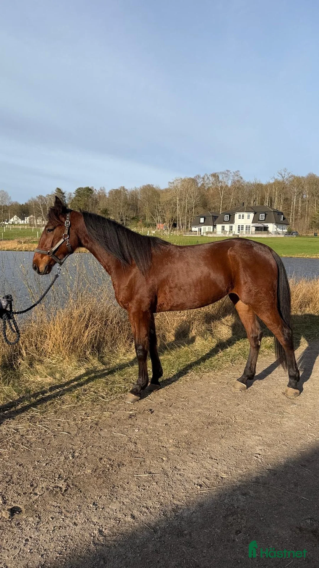 Trav hästar till salu: Fin 3: åring  - Annons 1