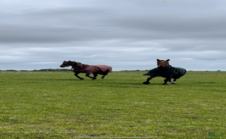  stallplats Stallplats utanför Svedala i Limhamn - Annons 1