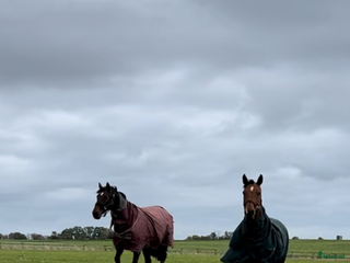stallplats Stallplats utanför Svedala i Limhamn - Annons 1