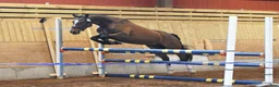 Hoppning hästar till salu: Focus om me - Annons 2