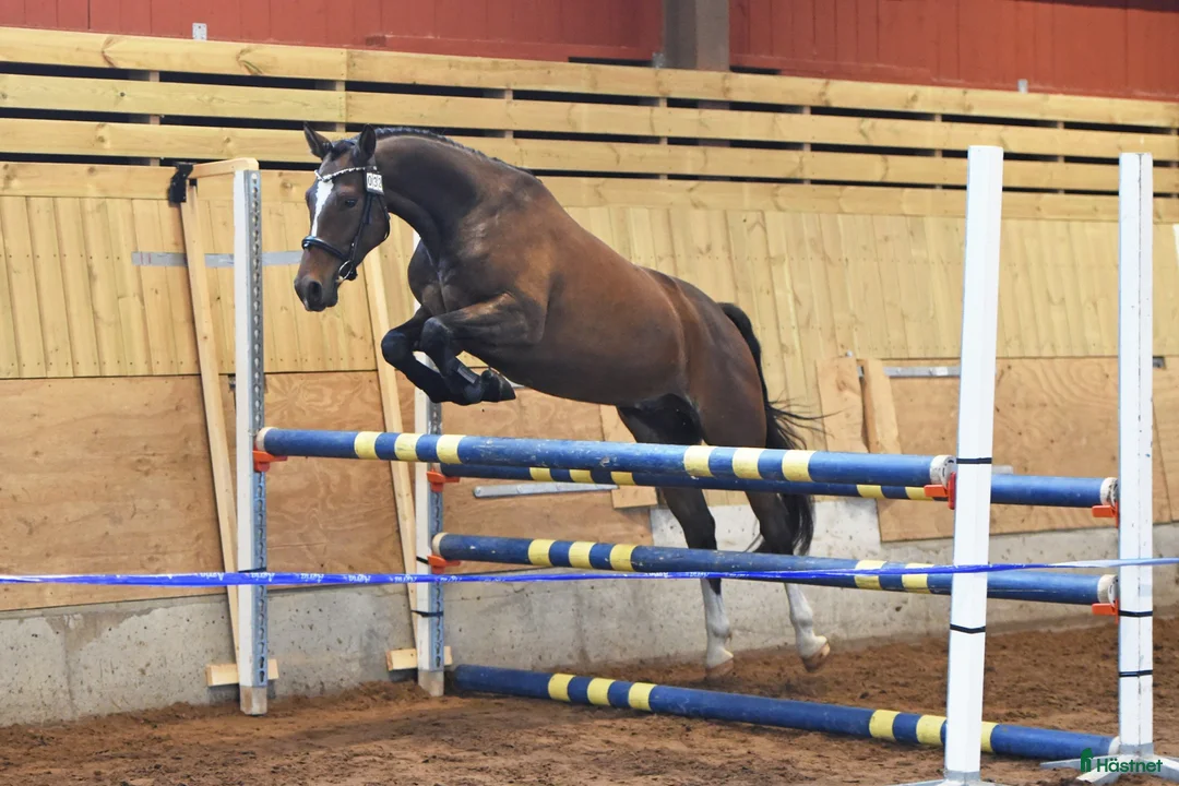 Hoppning hästar till salu: Focus om me - Annons 2