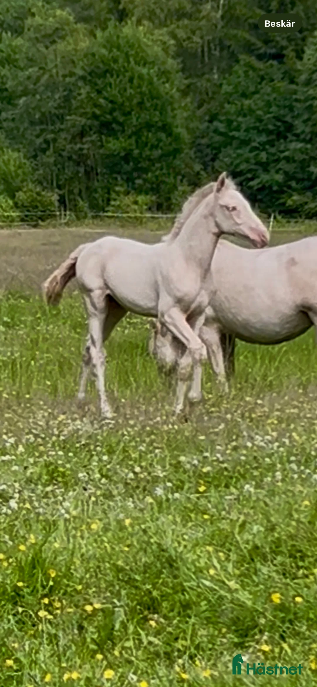 Allround hästar till salu: kvalitetsföl PRE, Sto och Perlino Hingst i Ullared - Annons 14