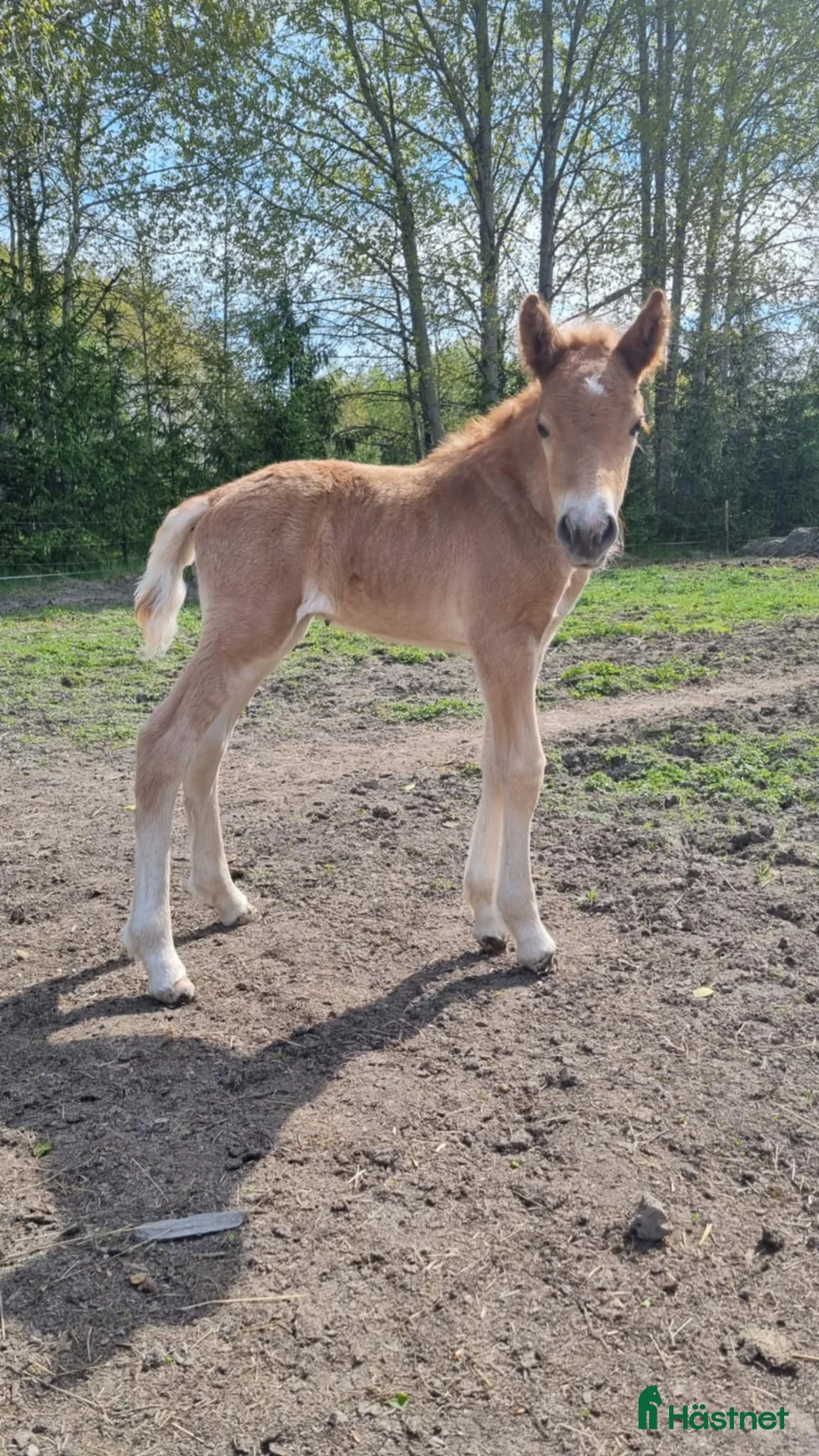 Allround hästar till salu: Islandshäst noriker  i Frövi - Annons 3
