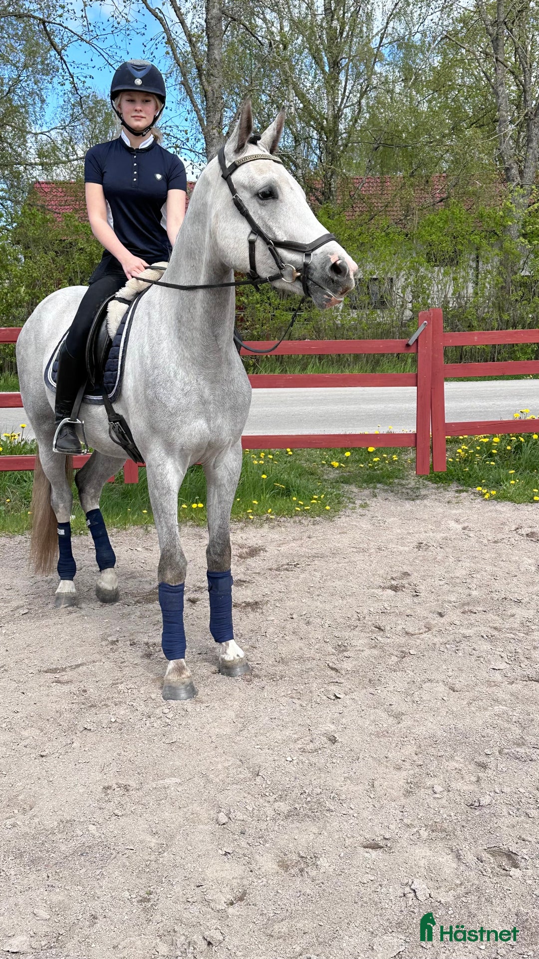 Allround hästar till salu: 3 åring med dubbel talang ⭐️ i Fjugesta - Bild 6