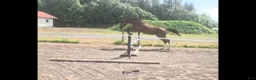 Hoppning hästar till salu: Snygg 1 åring  - Annons 3
