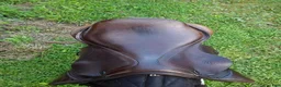 Sadlar hästutrustning till salu: M. Toulouse Platinum Close Contact - Annons 2