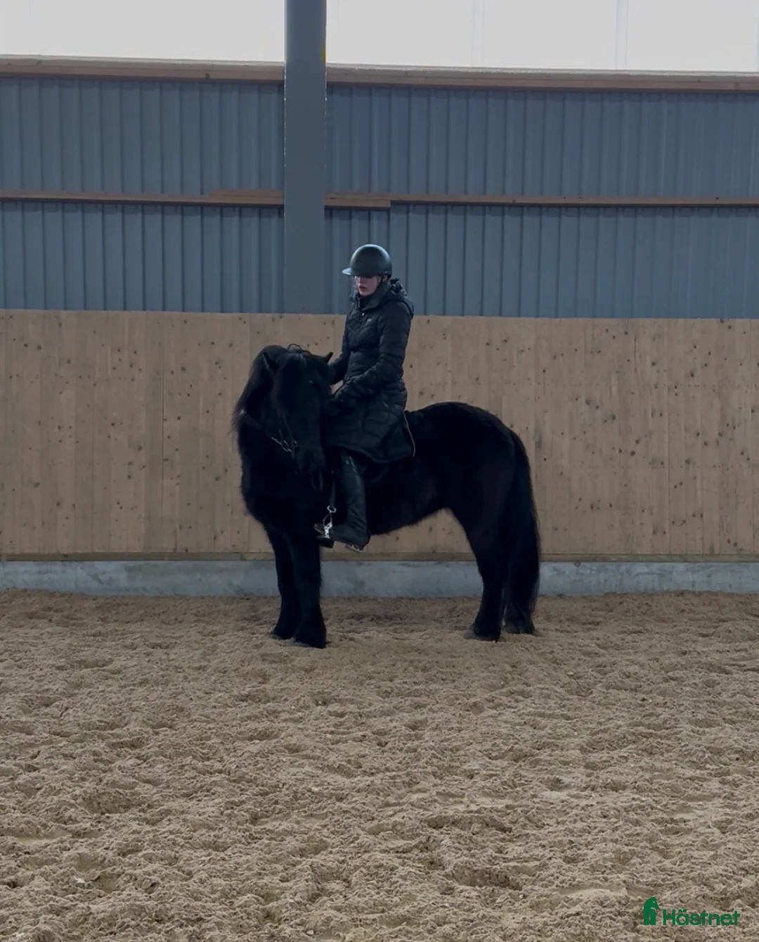 Övrigt hästar till salu: Toppsto med trevligt temperament  - Annons 2