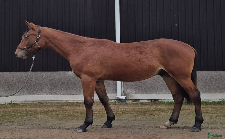  hästar i Njurunda - Annons 15