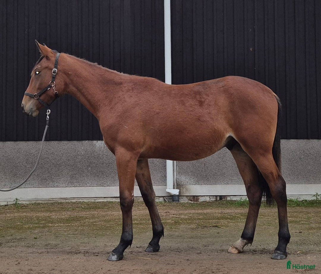 Trav hästar till salu: 1 årig varmblodshingst i Njurunda - Annons 1