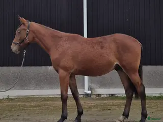 hästar 1 årig varmblodshingst i Njurunda - Annons 6