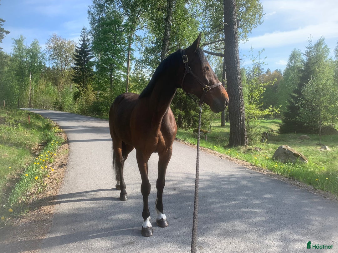 Övrigt hästar till salu: Supersnäll travare i Täby - Annons 1