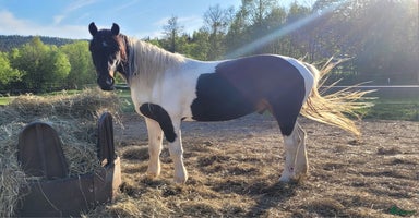  hästar i Åmål - Annons 13