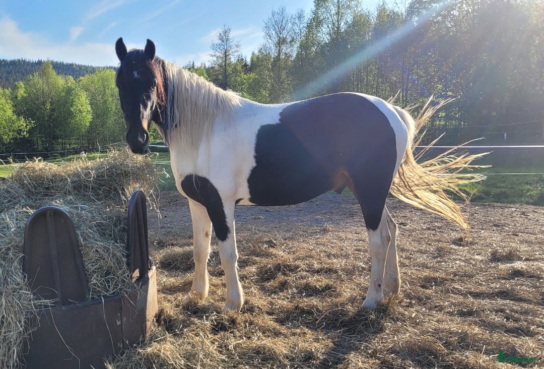 Dressyr hästar till salu: Barockpinto i Åmål - Annons 2